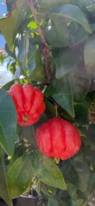 Photo of the Day: Surinam Cherries